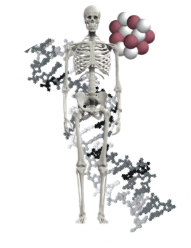 Skeletloket